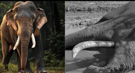 කාවන්තිස්ස හස්තියාගේ මරණය ගැන ස්වාධීන පරීක්ෂණයක්